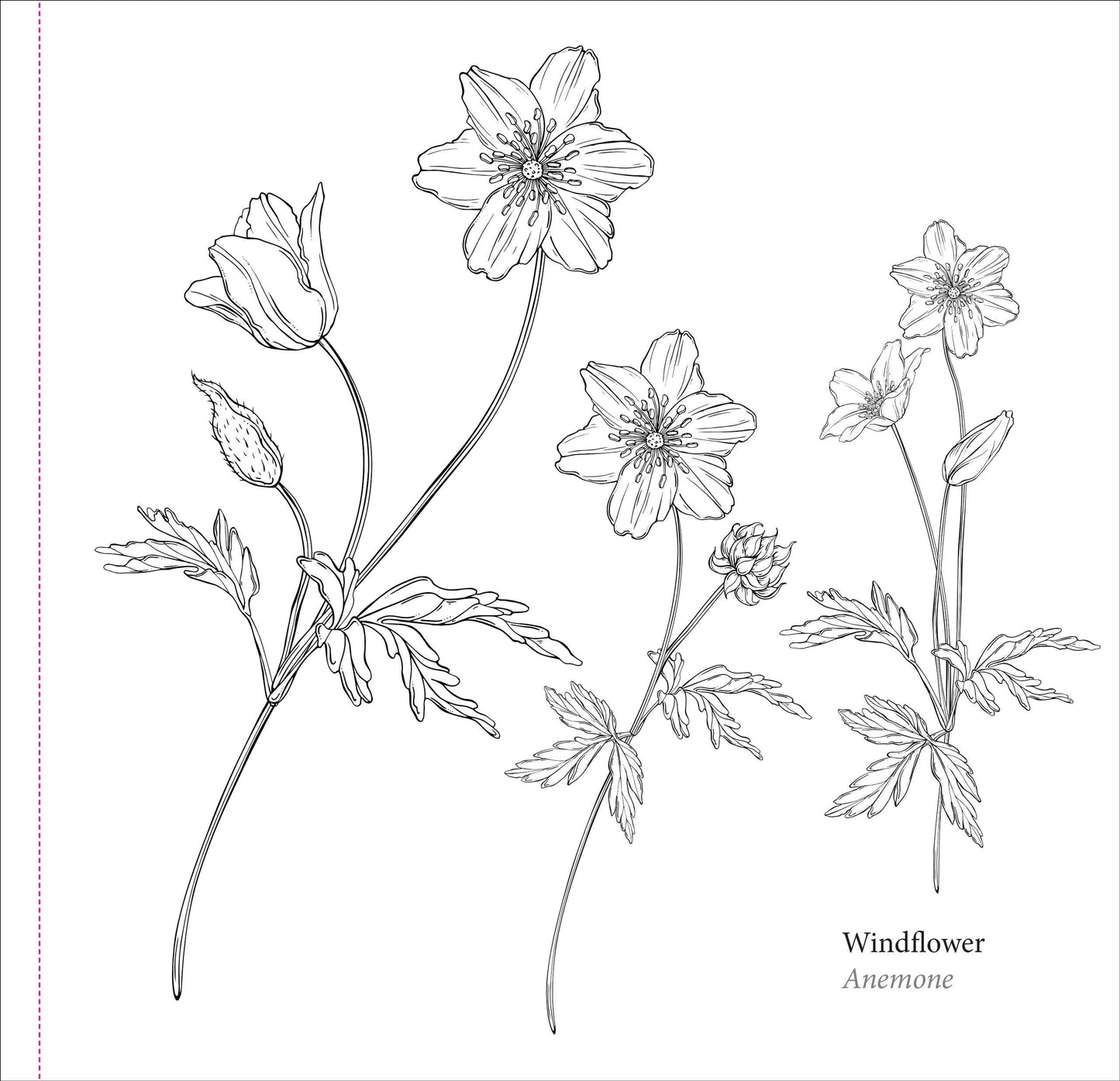 Spring Blooms Artist's Coloring Book