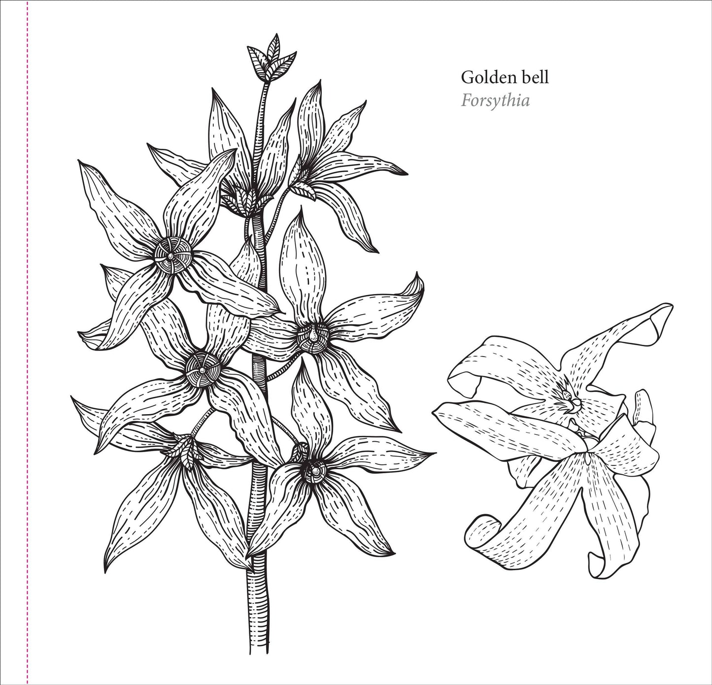 Spring Blooms Artist's Coloring Book